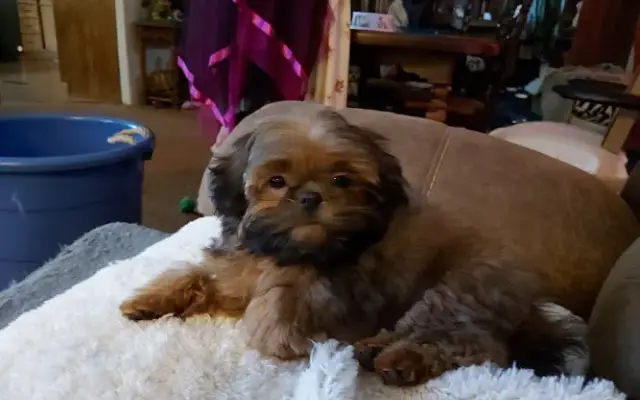 Whiskers to Tails LLC in Cortland, OH