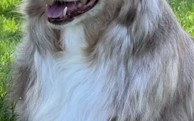 Grooming By Katrina in Oconomowoc, WI