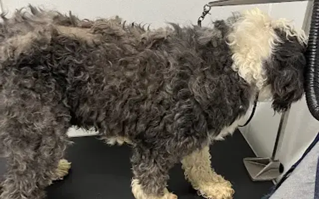Ruff and Scruff Grooming in Nancy, KY