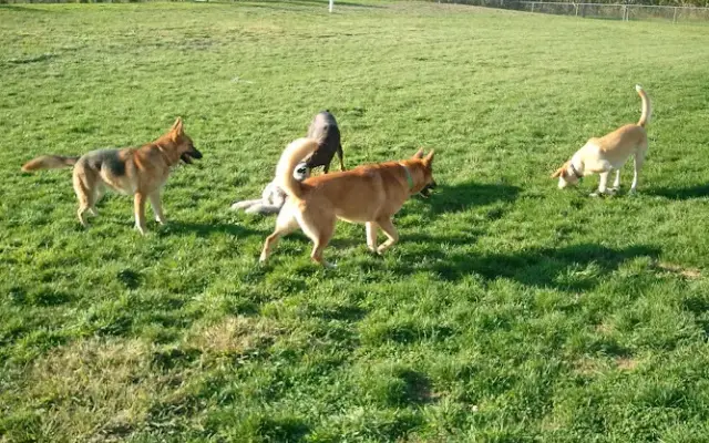 Golden Post Kennel in Franklin, IN