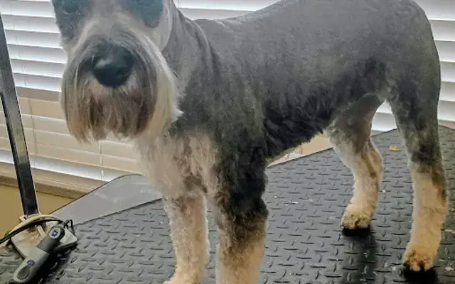 groomer830 in New Braunfels, TX