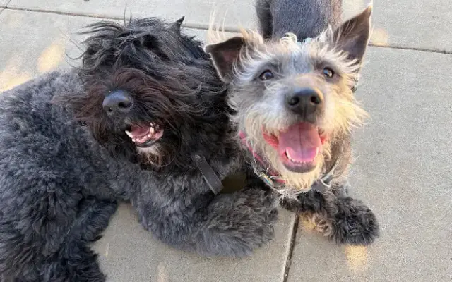 The Healthy Pet Collective in Martinez, CA
