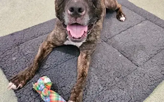 Cagefree K-9 Camp in Los Angeles, CA