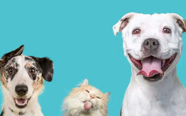 V.I.C. Pet Dental Spa - Oldsmar in Oldsmar, FL