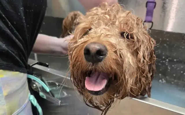 Cassidy's Dog Spa in New York, NY