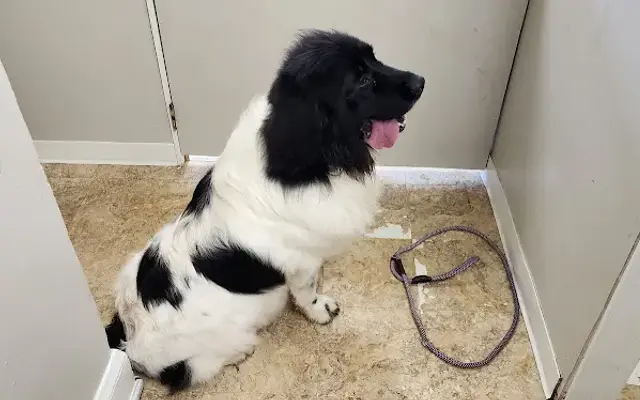 Big Paw Spa in Corning, NY