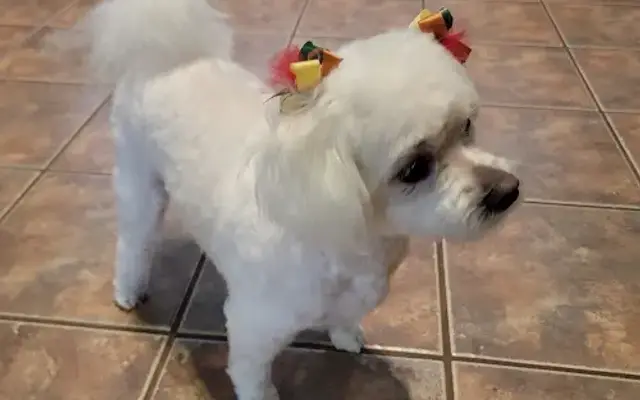 Pampered Pets Grooming Salon in Walker, LA