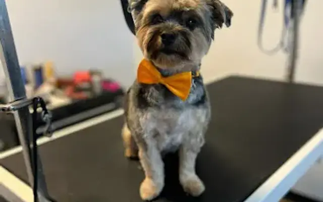 The Lucky Puppy SRQ in Sarasota, FL