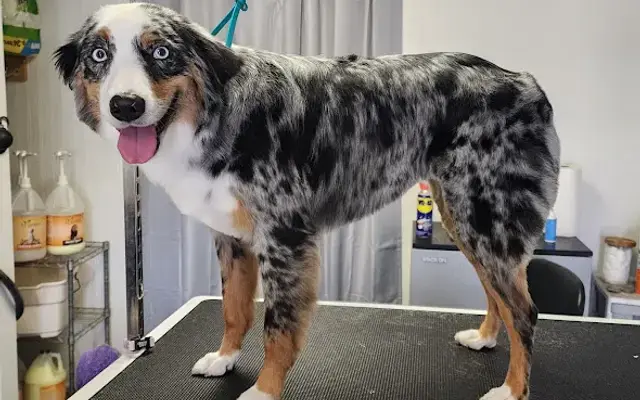 Pioneer Paws Grooming in Pierz, MN