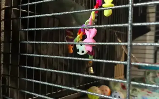 Cheech Exotic Pets in Gainesville, FL