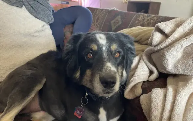 PetSmart Grooming in Lubbock, TX