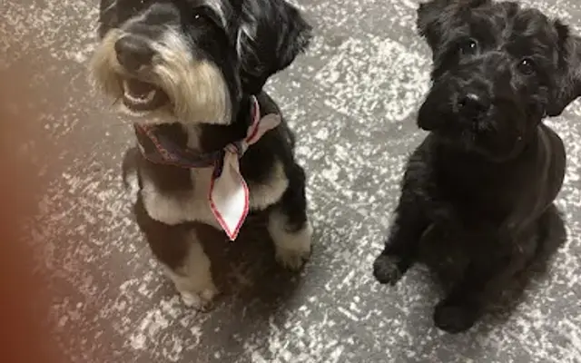 Honey Pets | Charlotte North Carolina | Pet Groomer in Salisbury, NC