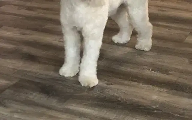 Jeanie’s pet grooming in Trenton, GA