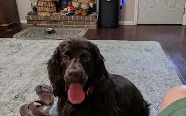 PetSmart Grooming in Hinesville, GA