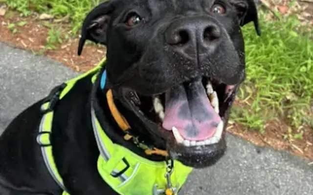 One of A Kind Dog Walking LLC in Concord, NH