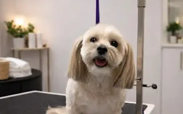 Giving Tree Grooming Academy in Falls Church, VA