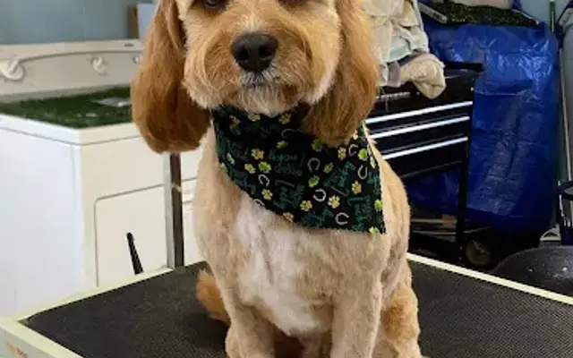 Fairy Tails Grooming in Seville, OH