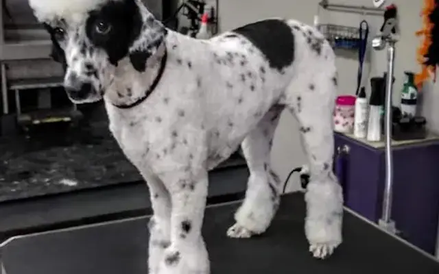 Willow Hill Pet Salon & Resort L.L.C in Leon, VA