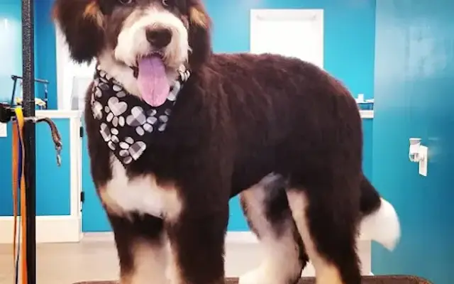 Pawpular Pets Dog Grooming in Williamsburg, VA