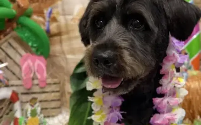 Whiskers & Wags Pet Grooming in Chambersburg, PA
