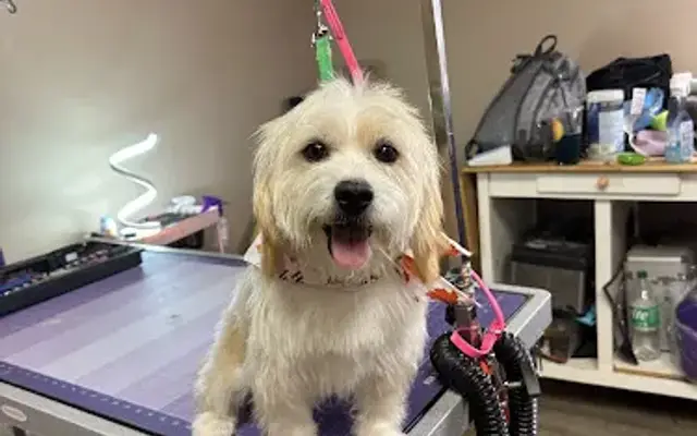 Nini's Groom Room in Greenbrier, TN