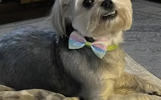 Bravo For Grooming, LLC in Loganville, GA
