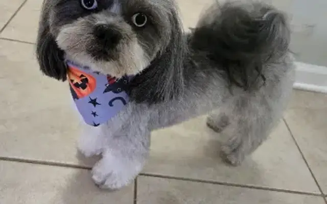 Moka In-Home Grooming, LLC in Raeford, NC