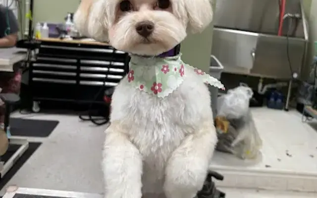 Moon Dogs Grooming in Lexington, NC