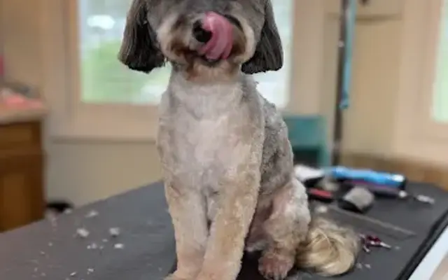Refined Canine in Brunswick, GA