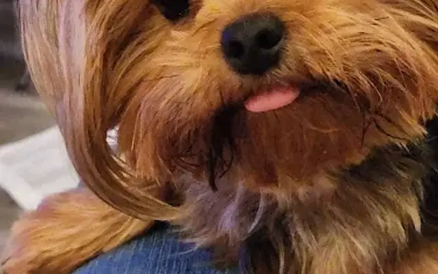 Ruffined Pooch LLC in Center Barnstead, NH