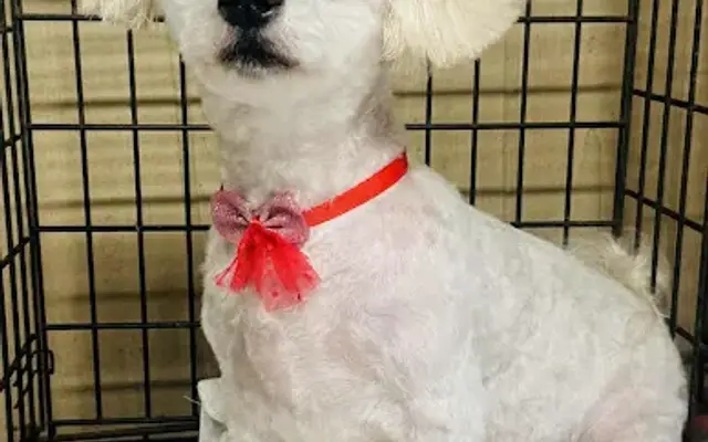 Tailspin Dog Grooming LLC in Bamberg, SC