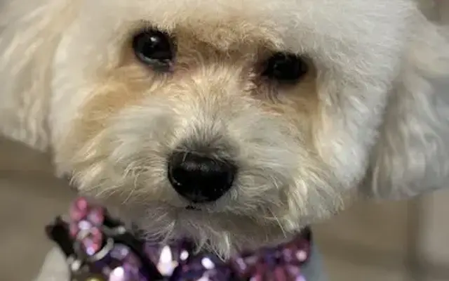 Lady and The Beast Pet Boutique Inc in Burleson, TX