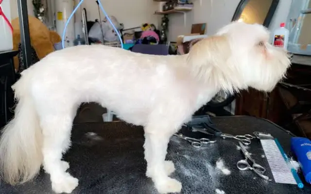Preston Paws in Houston, TX