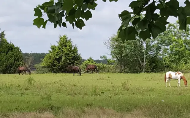 Painted Oaks Ranch and Kennel in Elba, AL
