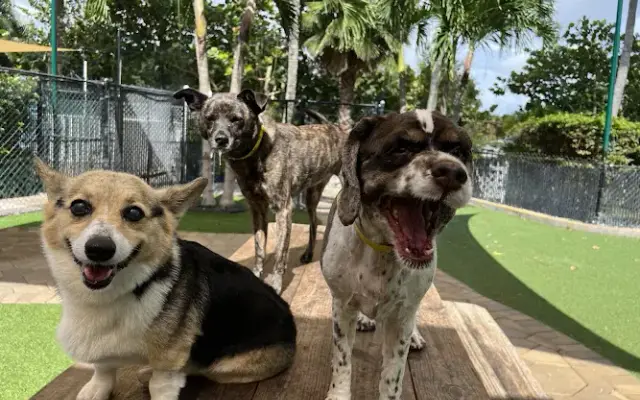The Barkers Hotel & Purrington Inn Pet Resort & Spa in Lake Worth Beach, FL