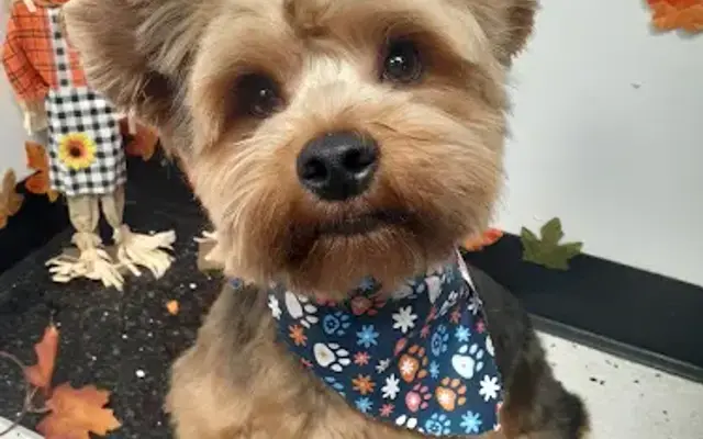 Tippy Tap Dog Grooming in Clayton, NC