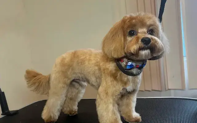 BECUTE Pet Grooming in Encino, CA