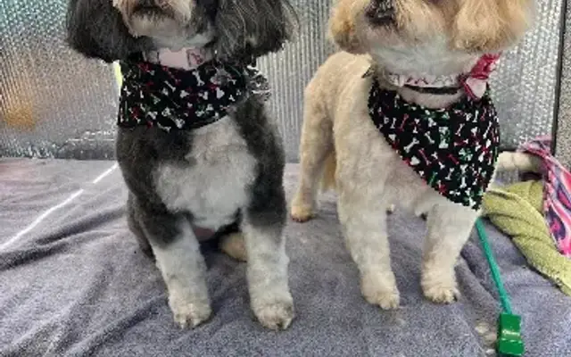 The Paw Spa Mobile Grooming in Severn, MD