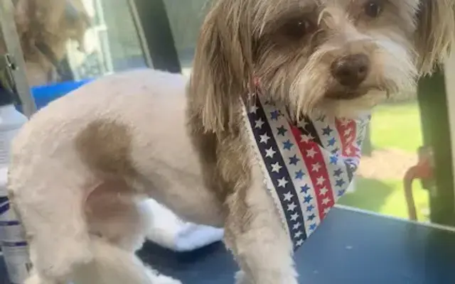 JJs HouseCall Grooming LLC in Chiefland, FL