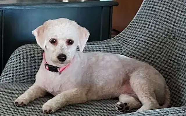 Loving Paws Dog Grooming Salon in Muskegon, MI