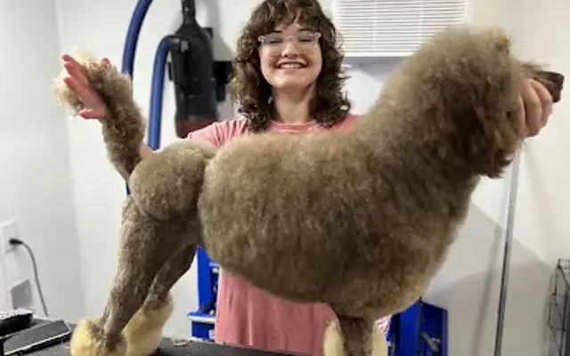 Shampoodles Pet Grooming By Addy in Greenwood, FL