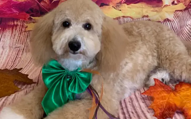 Elite Pet Spa LLC in Georgetown, TX