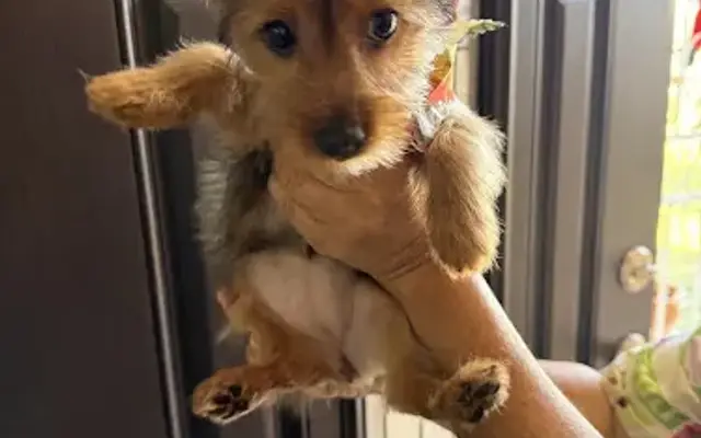 Blue paradise grooming moblie in Miami, FL