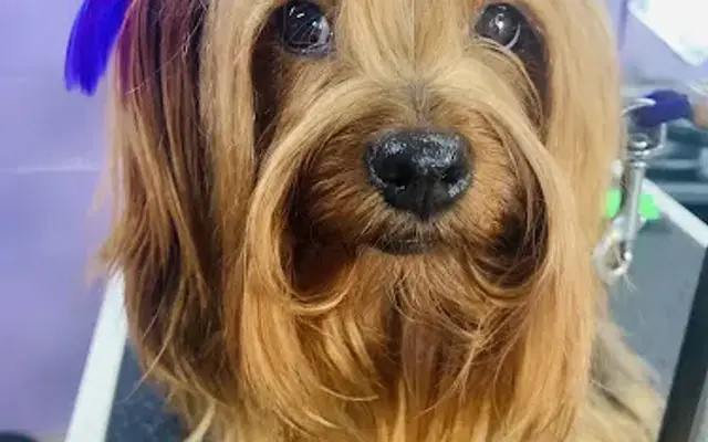 Over the Rainbow Pet Grooming in Ironton, OH