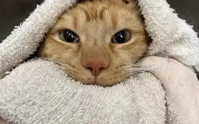Purrsitively Pampurred in Sterling, VA