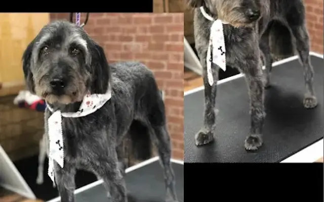 Pawsitive Serenity Grooming LLC in Shrewsbury, PA