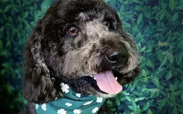 Pampered Pooches Pet Grooming in St Johns, MI