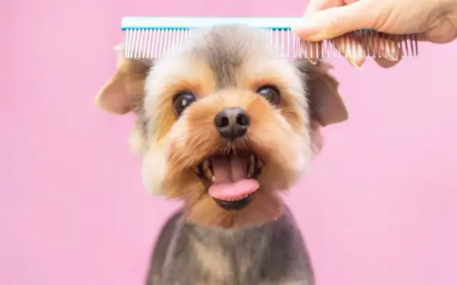 Spa for Paws Grooming in Houston, TX