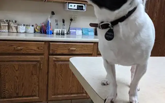 Dupont Veterinary Clinic in Fort Wayne, IN