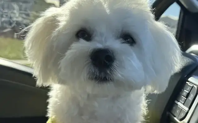 PetSmart Grooming in Aurora, CO